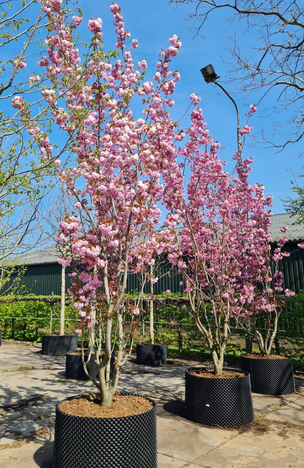 Japanse sierkers 'Kanzan' | Meerstammig
