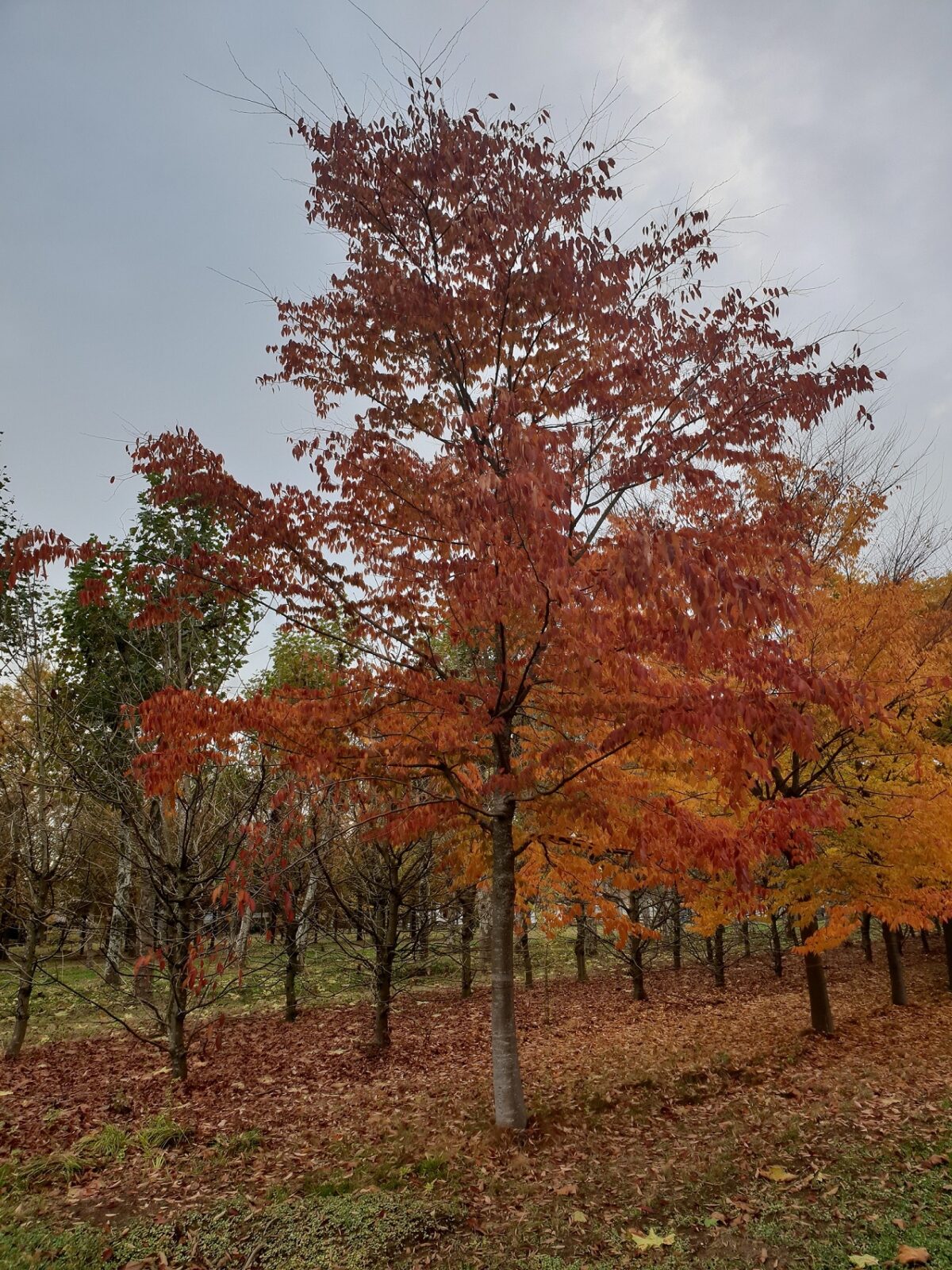 Japanse Schijniep | Hoogstam