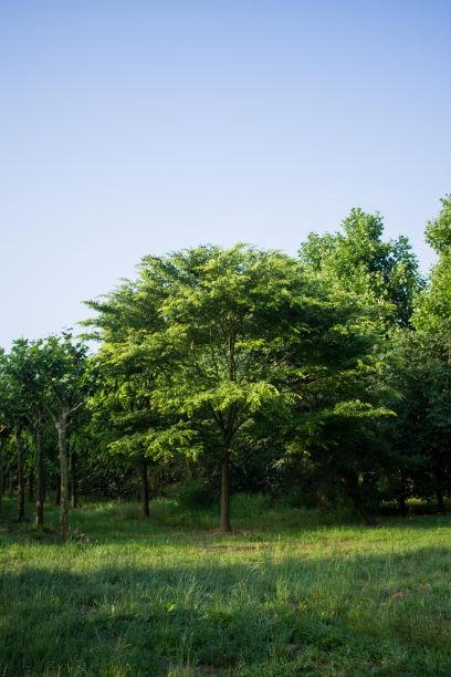 Japanse Schijniep | Hoogstam