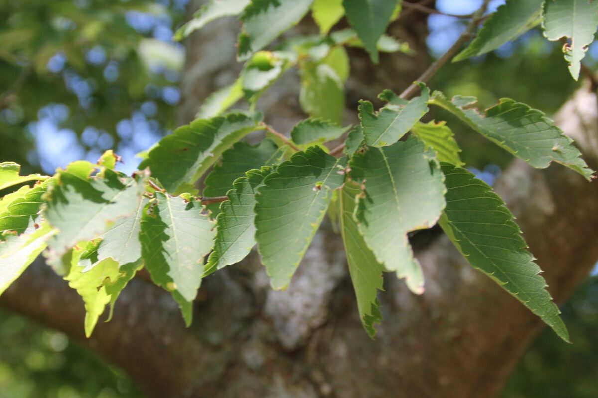 Japanse Schijniep | Hoogstam