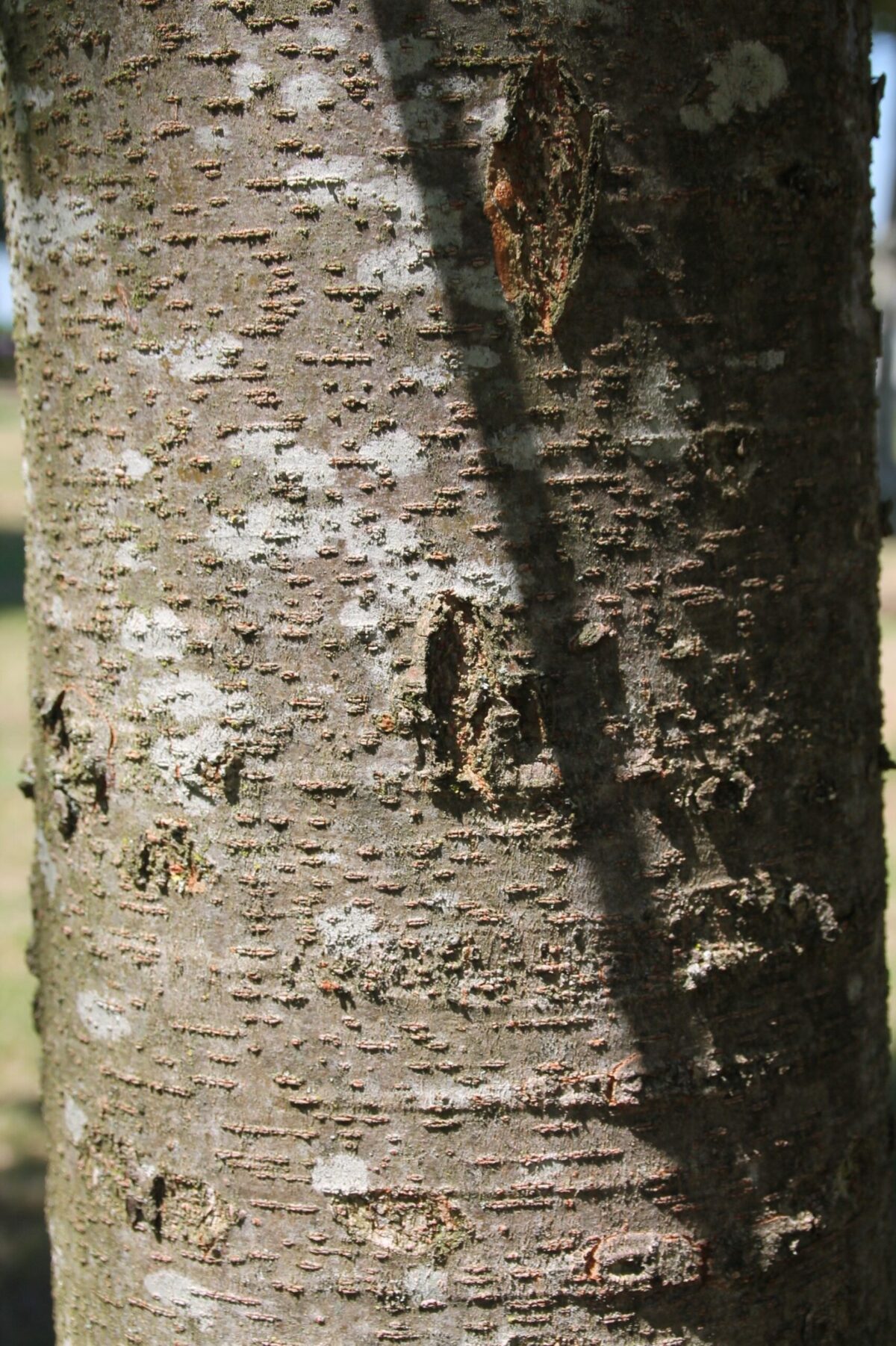 Japanse Schijniep | Hoogstam