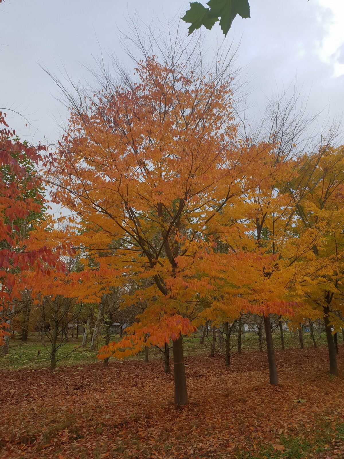 Japanse Schijniep | Hoogstam