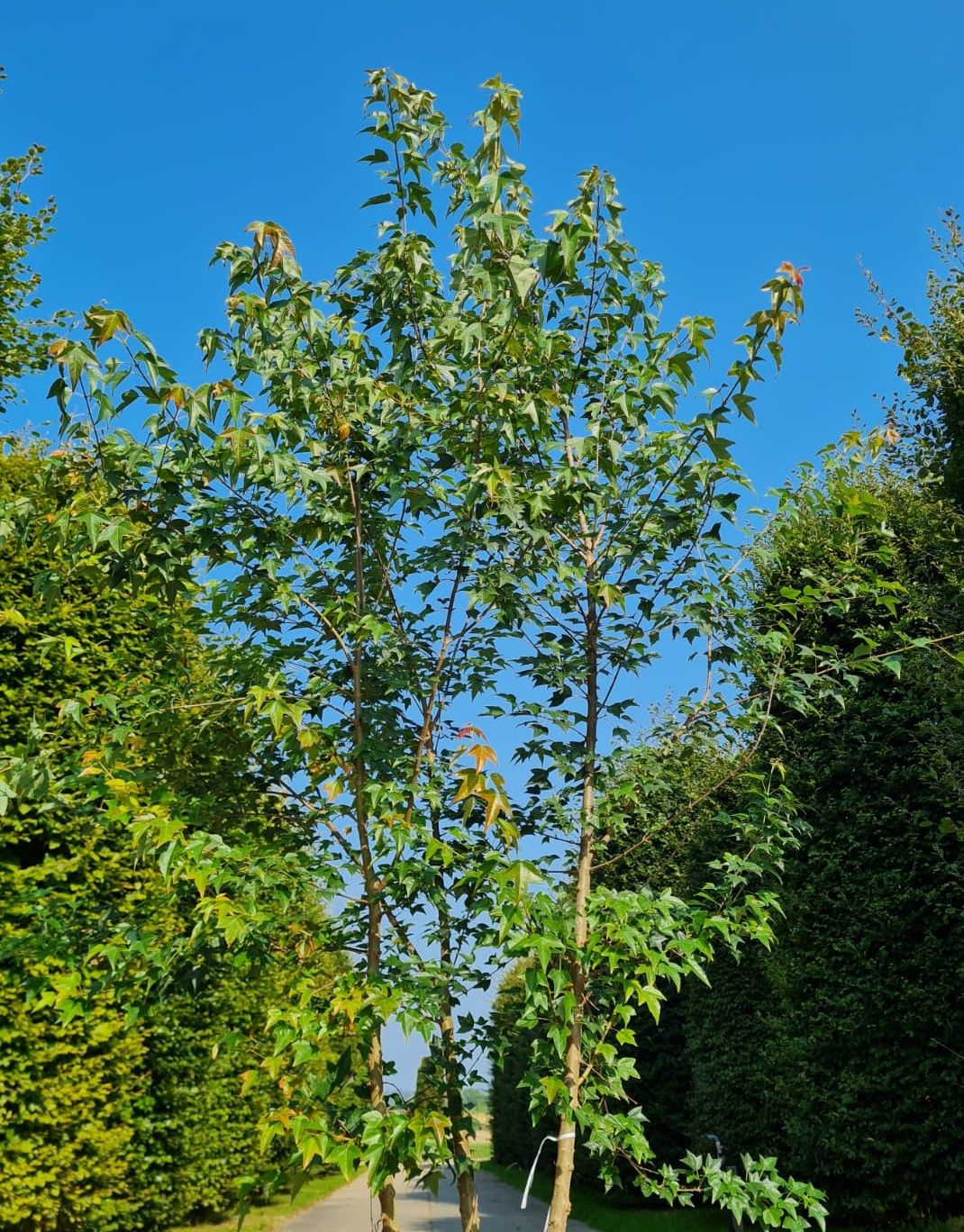 Drietandesdoorn | Meerstammig