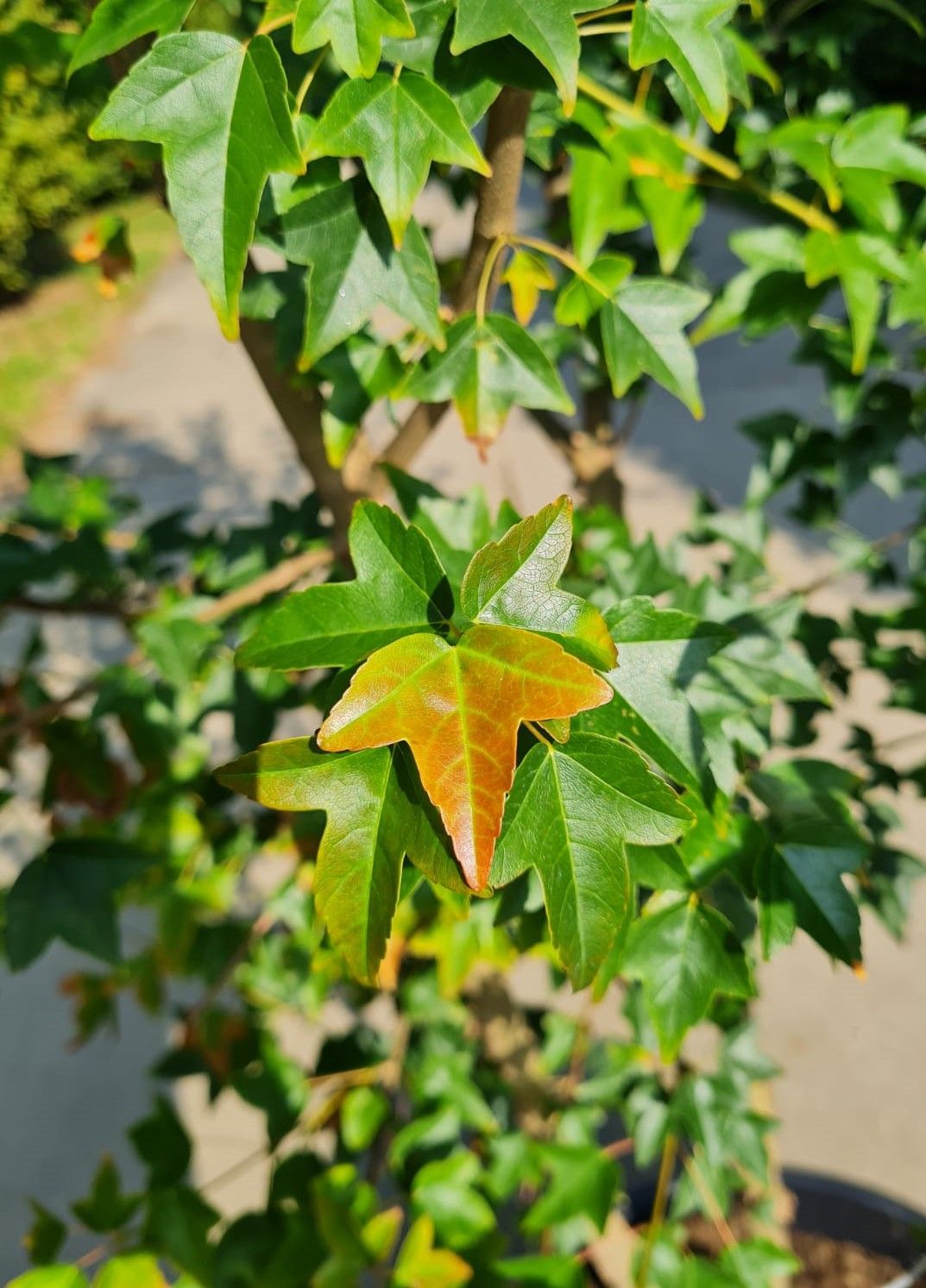 Drietandesdoorn | Meerstammig