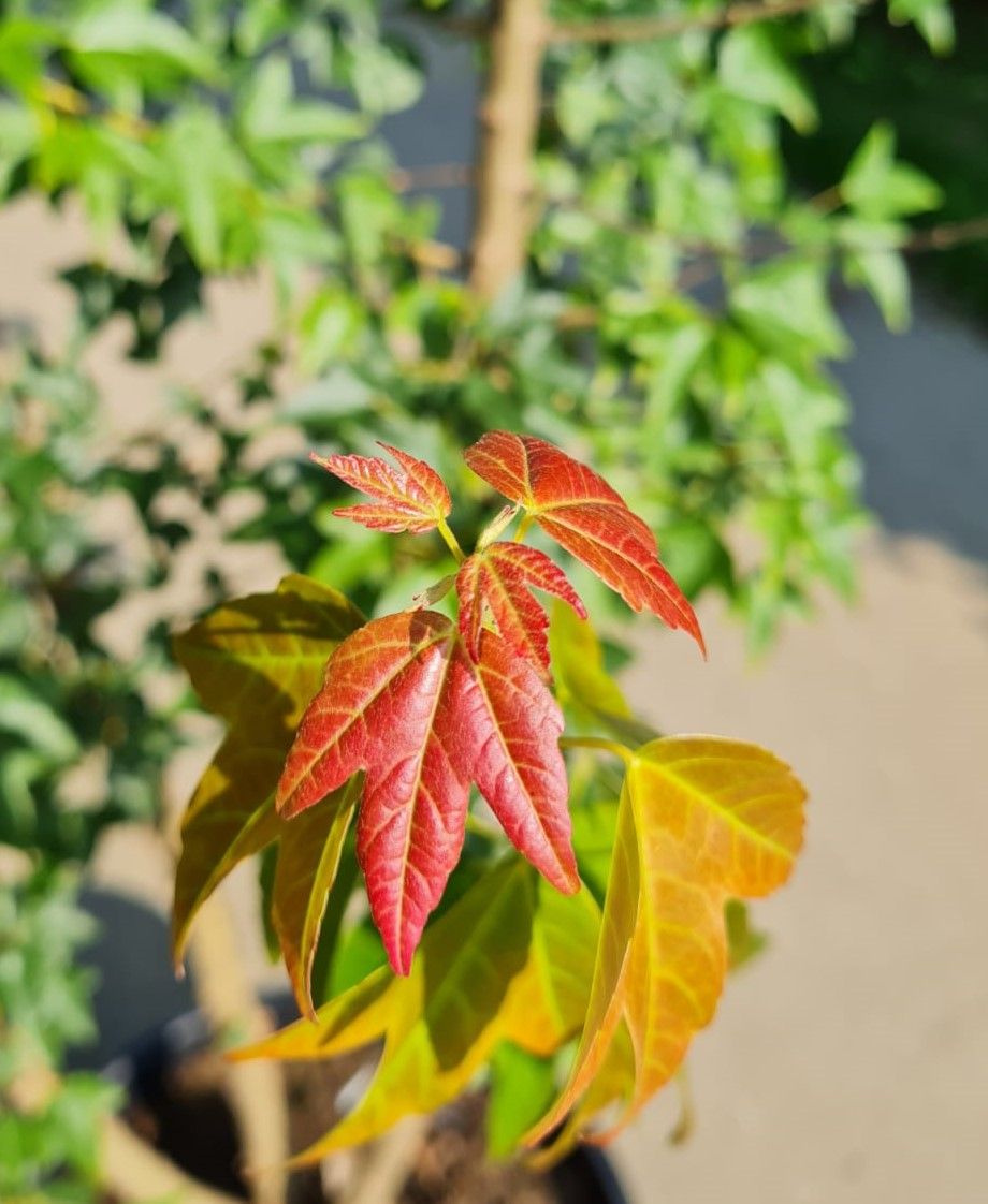 Drietandesdoorn | Meerstammig