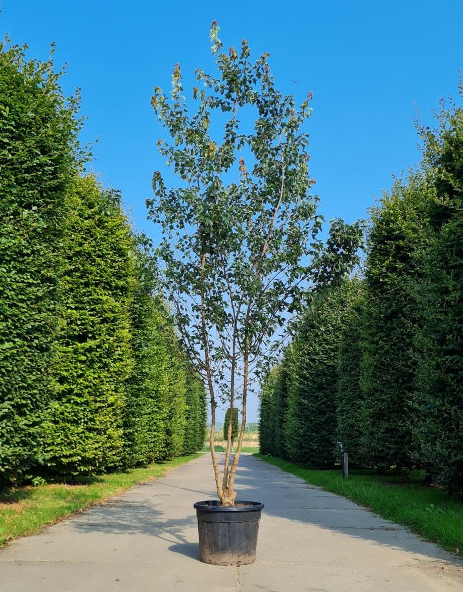 Drietandesdoorn | Meerstammig