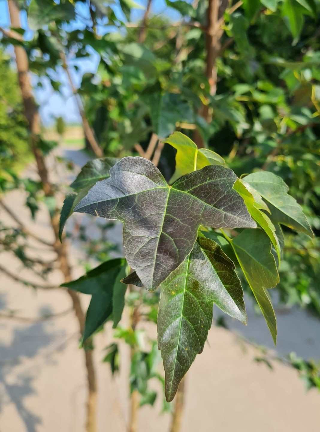 Drietandesdoorn | Meerstammig