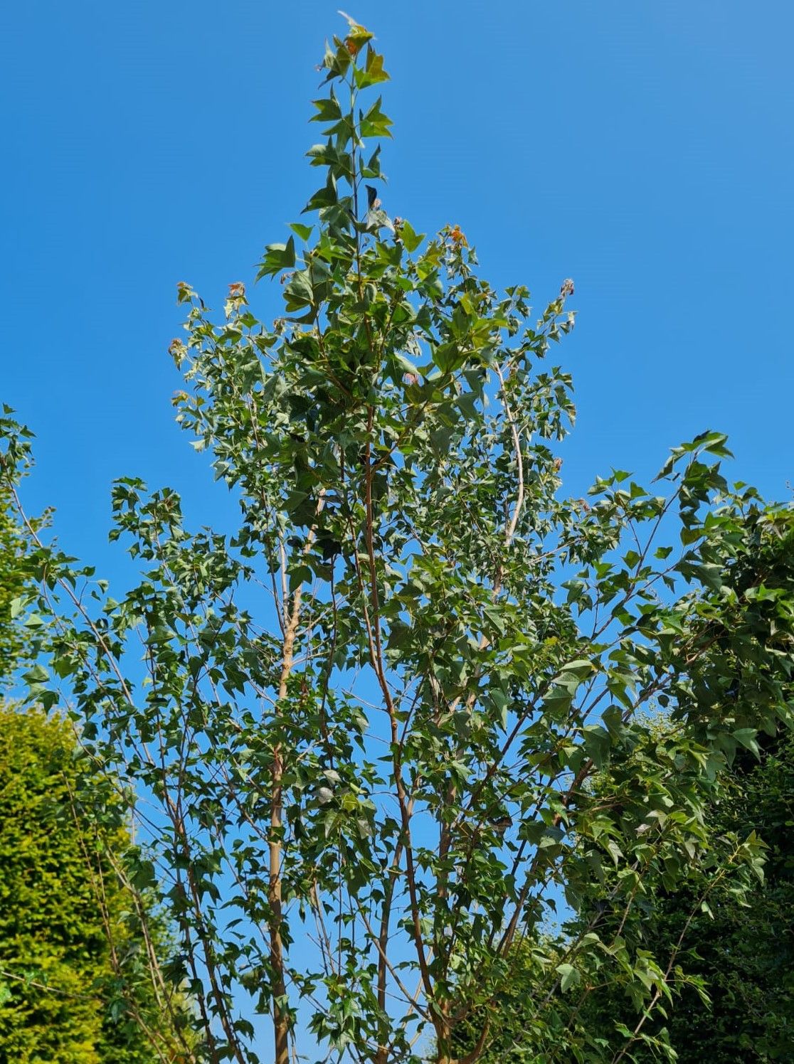 Drietandesdoorn | Meerstammig