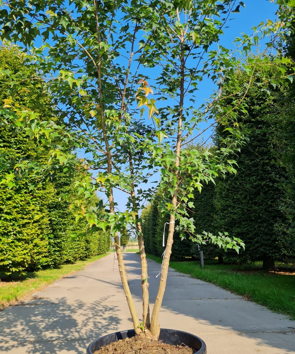 Drietandesdoorn | Meerstammig