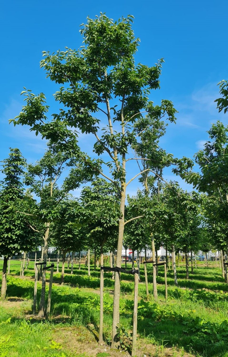 Lotusboom | Hoogstam