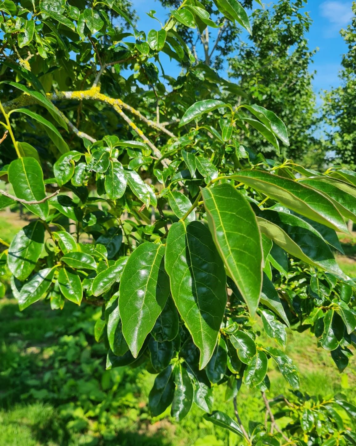 Lotusboom | Hoogstam