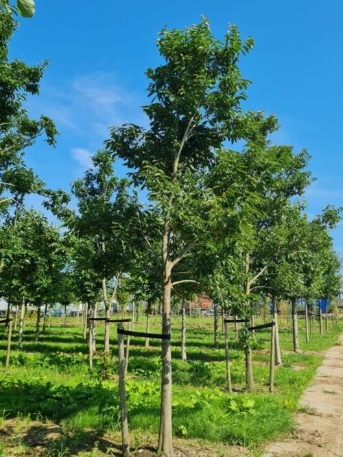 Lotusboom | Hoogstam