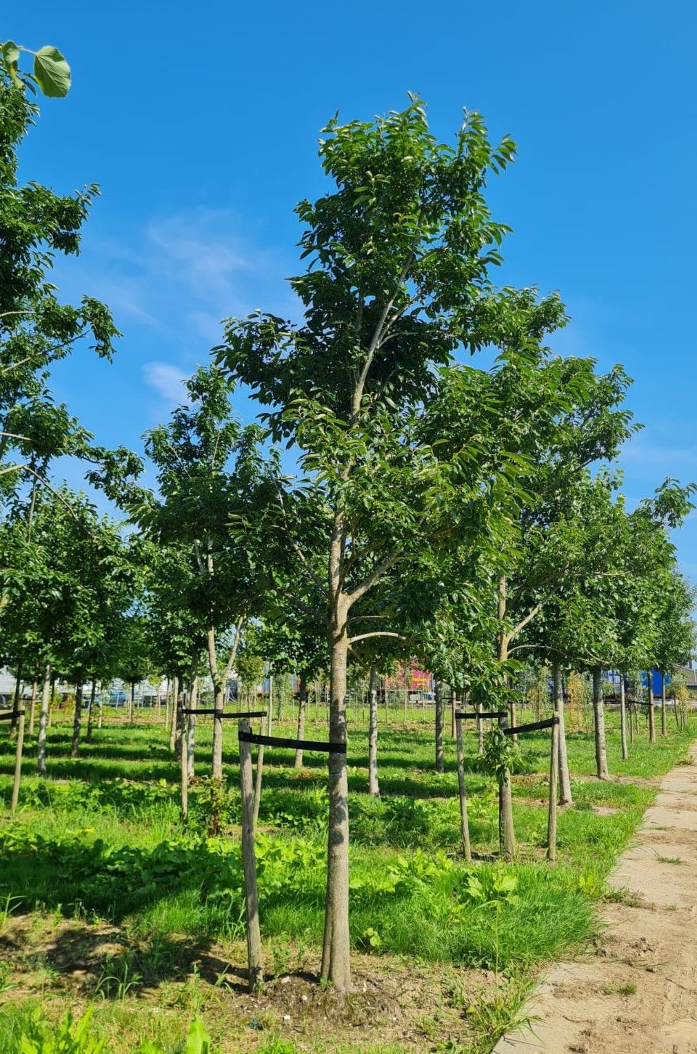 Lotusboom | Hoogstam