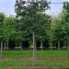 Rode beuk | Leivorm