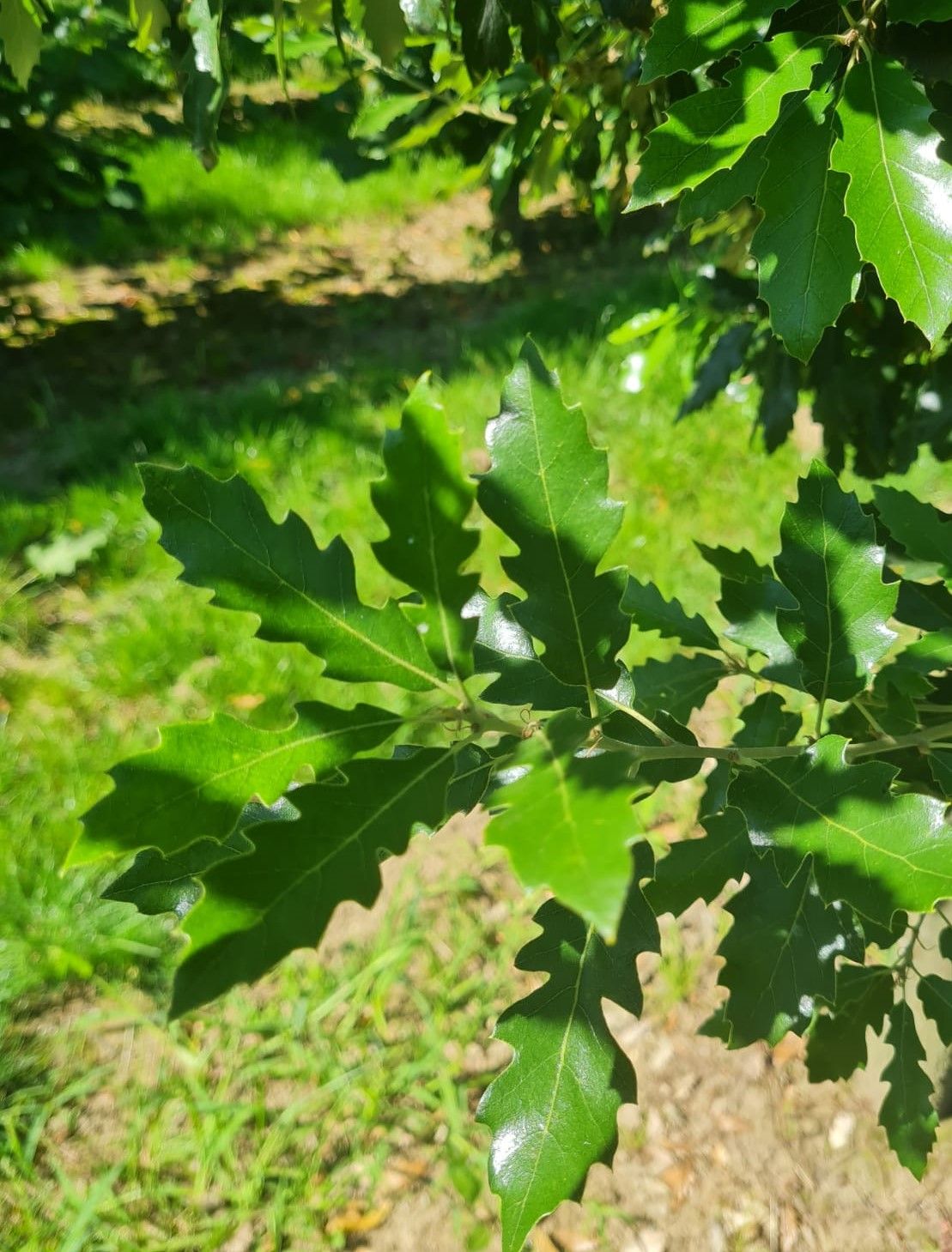 Spaanse eik 'Fulhamensis' | Halfstam