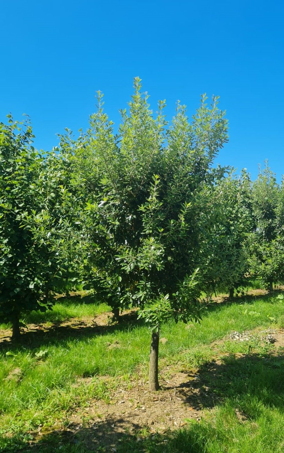 Spaanse eik 'Fulhamensis' | Halfstam