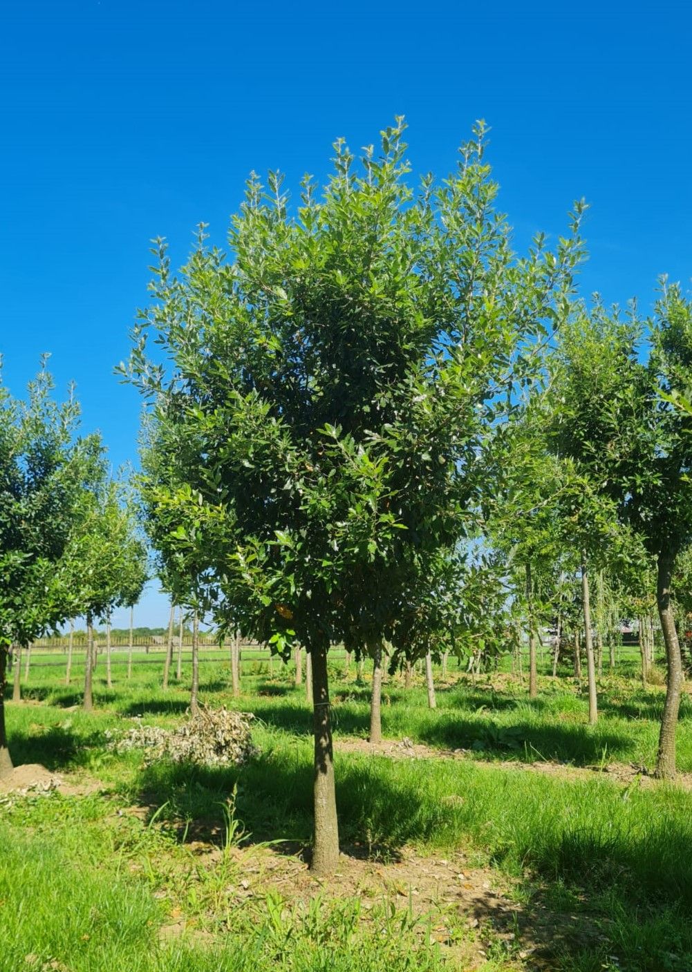 Spaanse eik 'Fulhamensis' | Halfstam