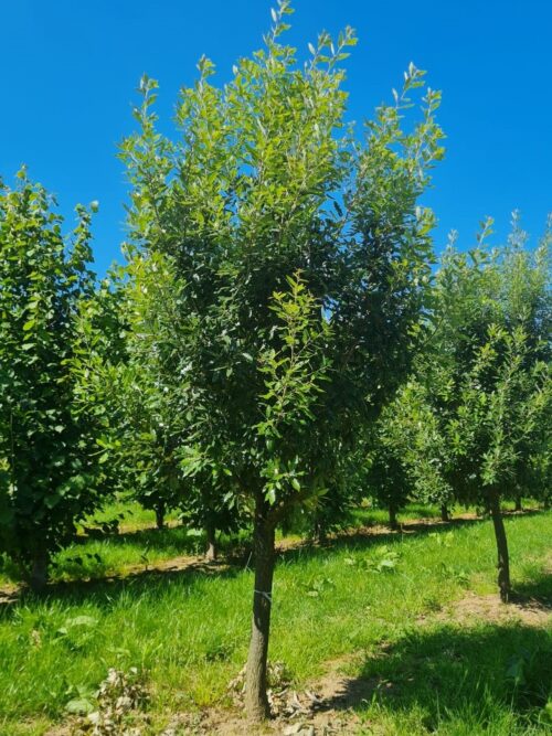 Spaanse eik 'Fulhamensis' | Halfstam