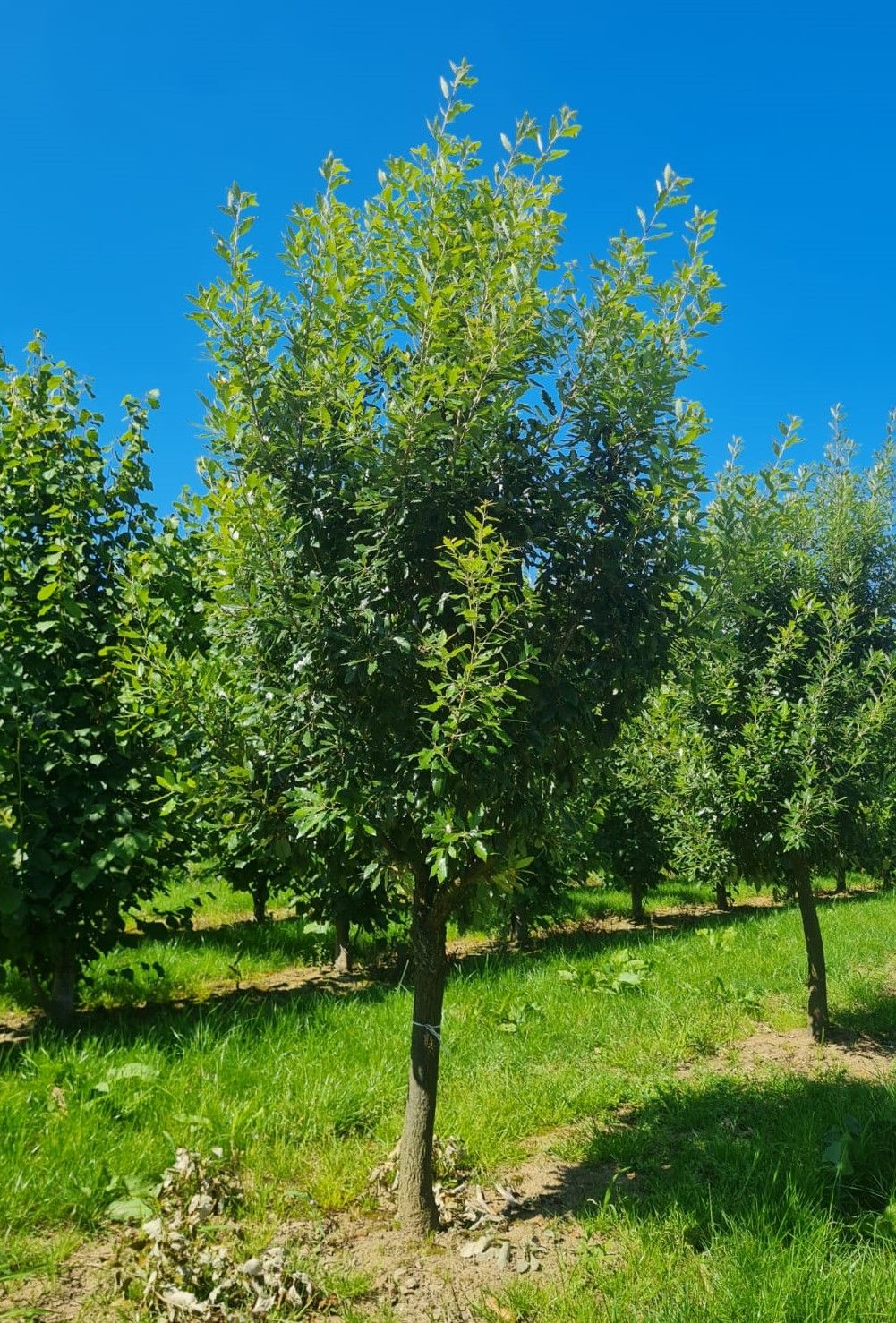 Spaanse eik 'Fulhamensis' | Halfstam