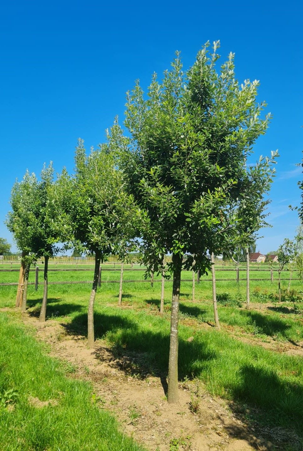 Spaanse eik 'Fulhamensis' | Hoogstam