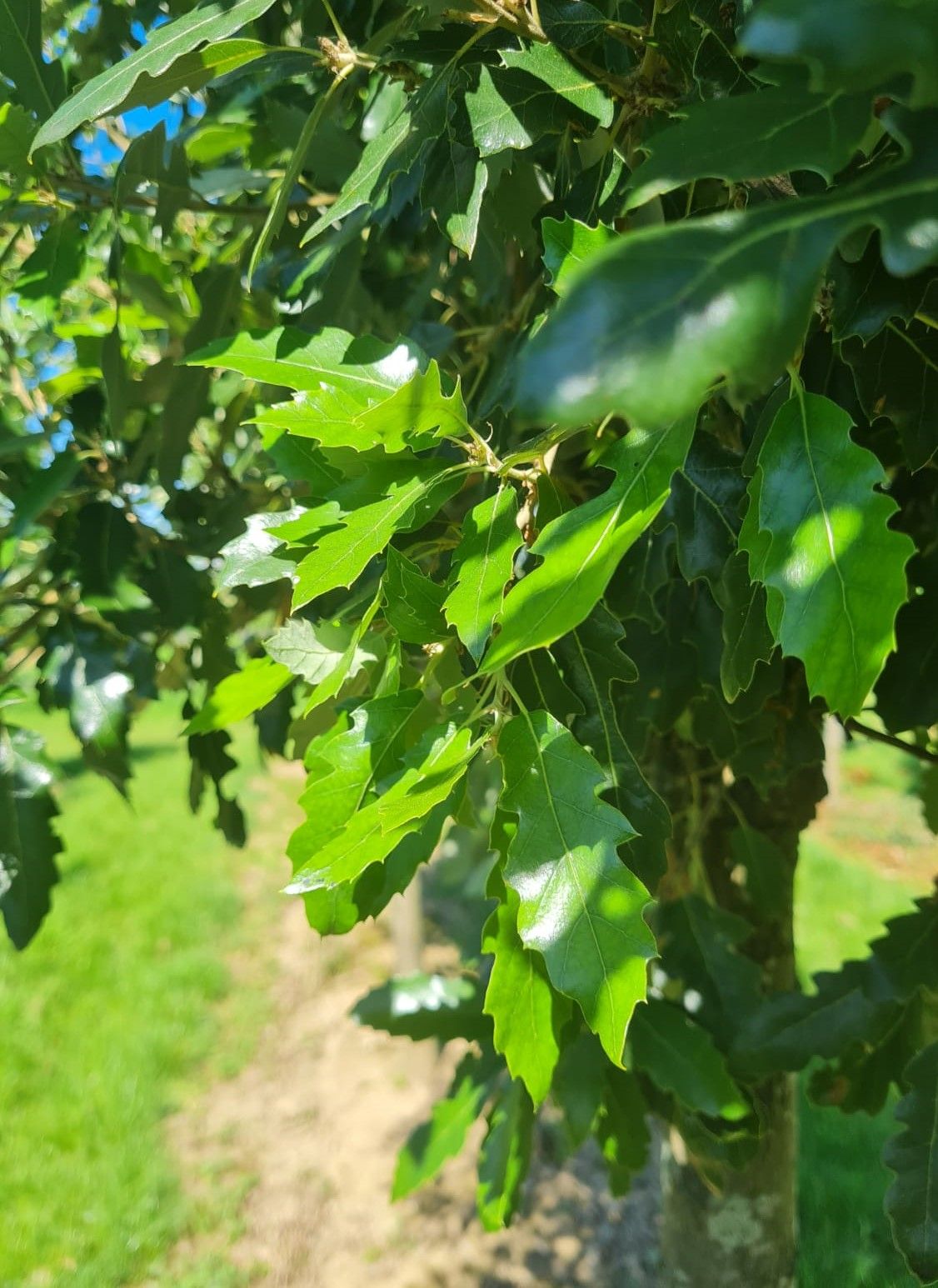 Spaanse eik 'Fulhamensis' | Hoogstam