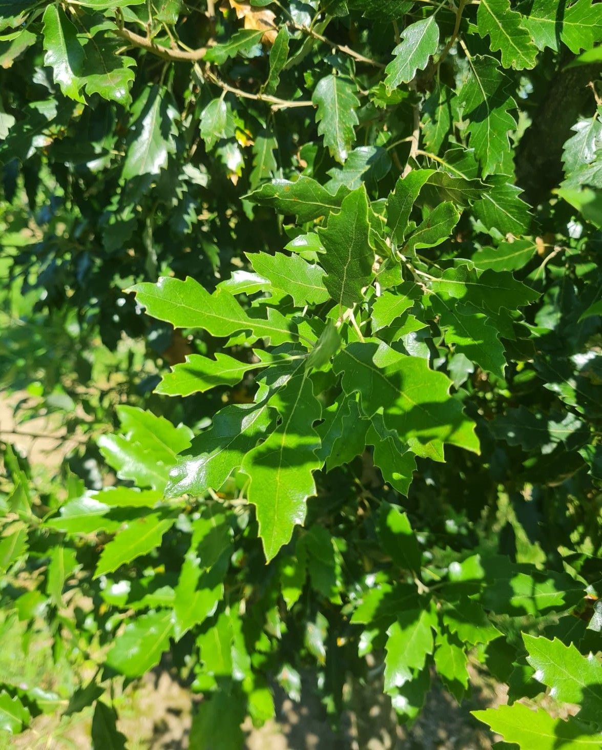 Spaanse eik 'Fulhamensis' | Hoogstam