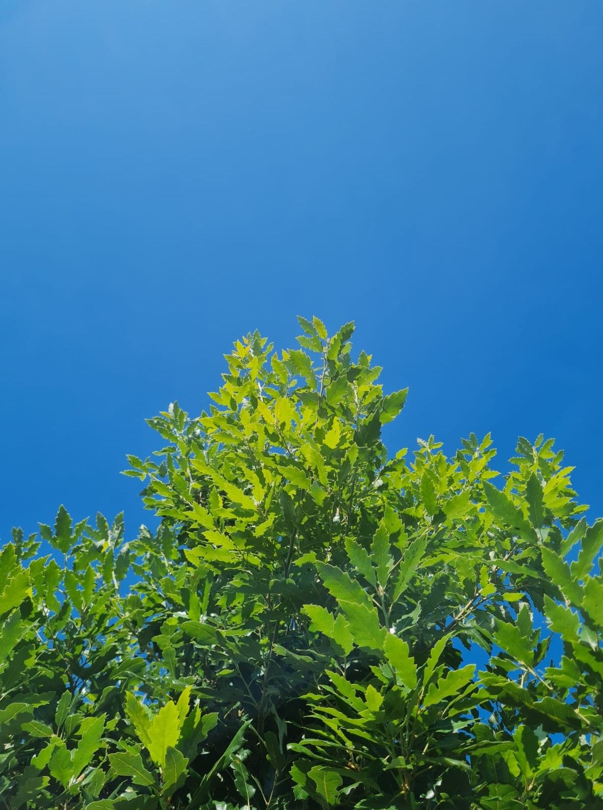 Spaanse eik 'Fulhamensis' | Hoogstam