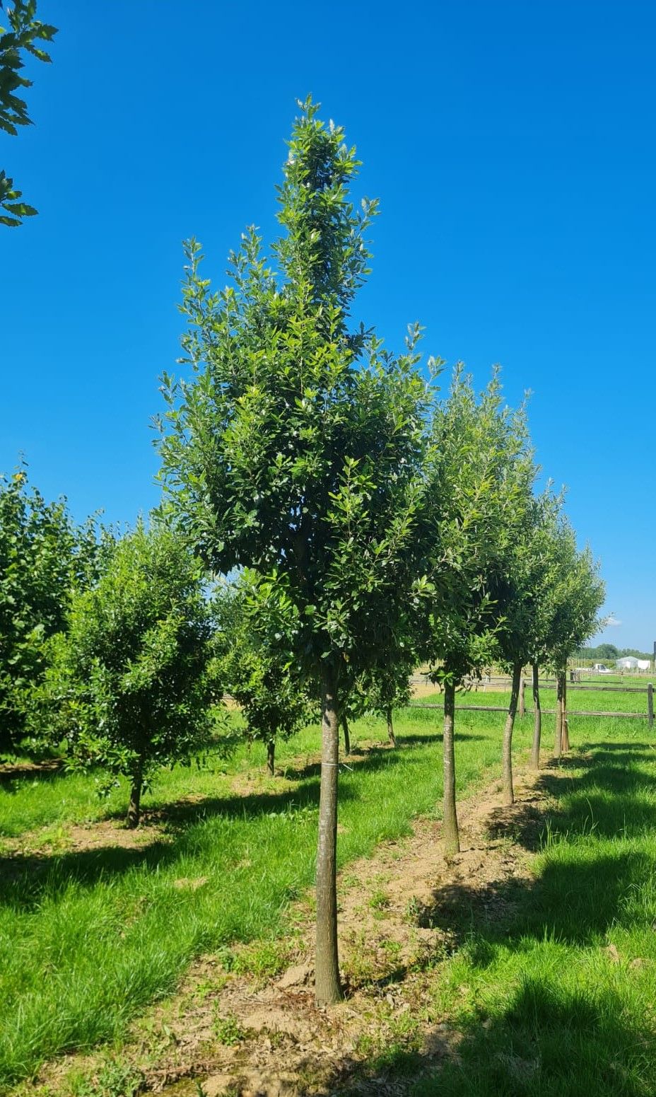 Spaanse eik 'Fulhamensis' | Hoogstam