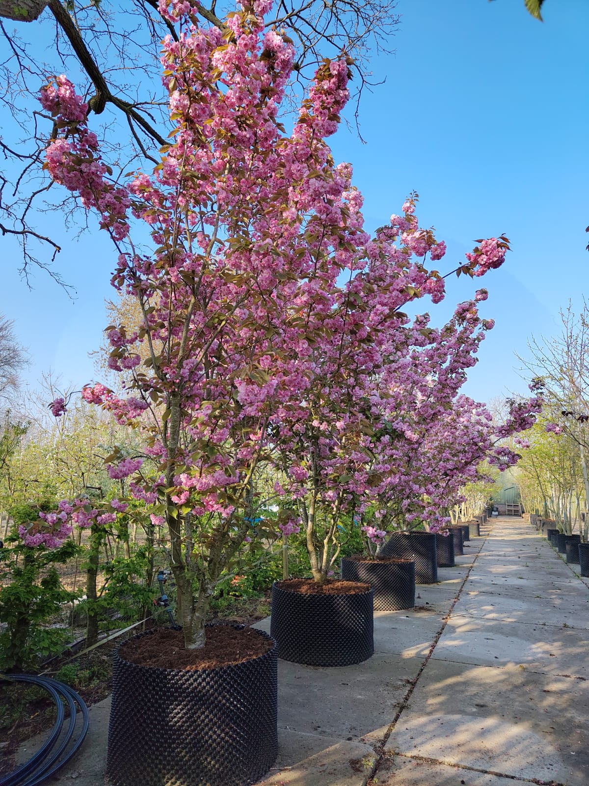 Japanse sierkers 'Kanzan' | Meerstammig