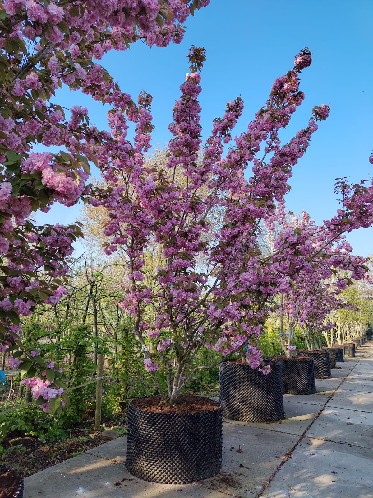 Japanse sierkers 'Kanzan' | Meerstammig