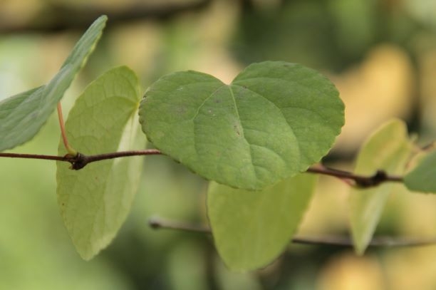 Katsuraboom | Hoogstam