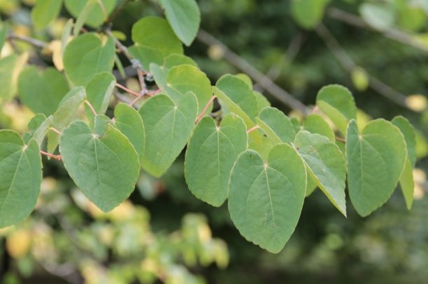 Katsuraboom | Hoogstam