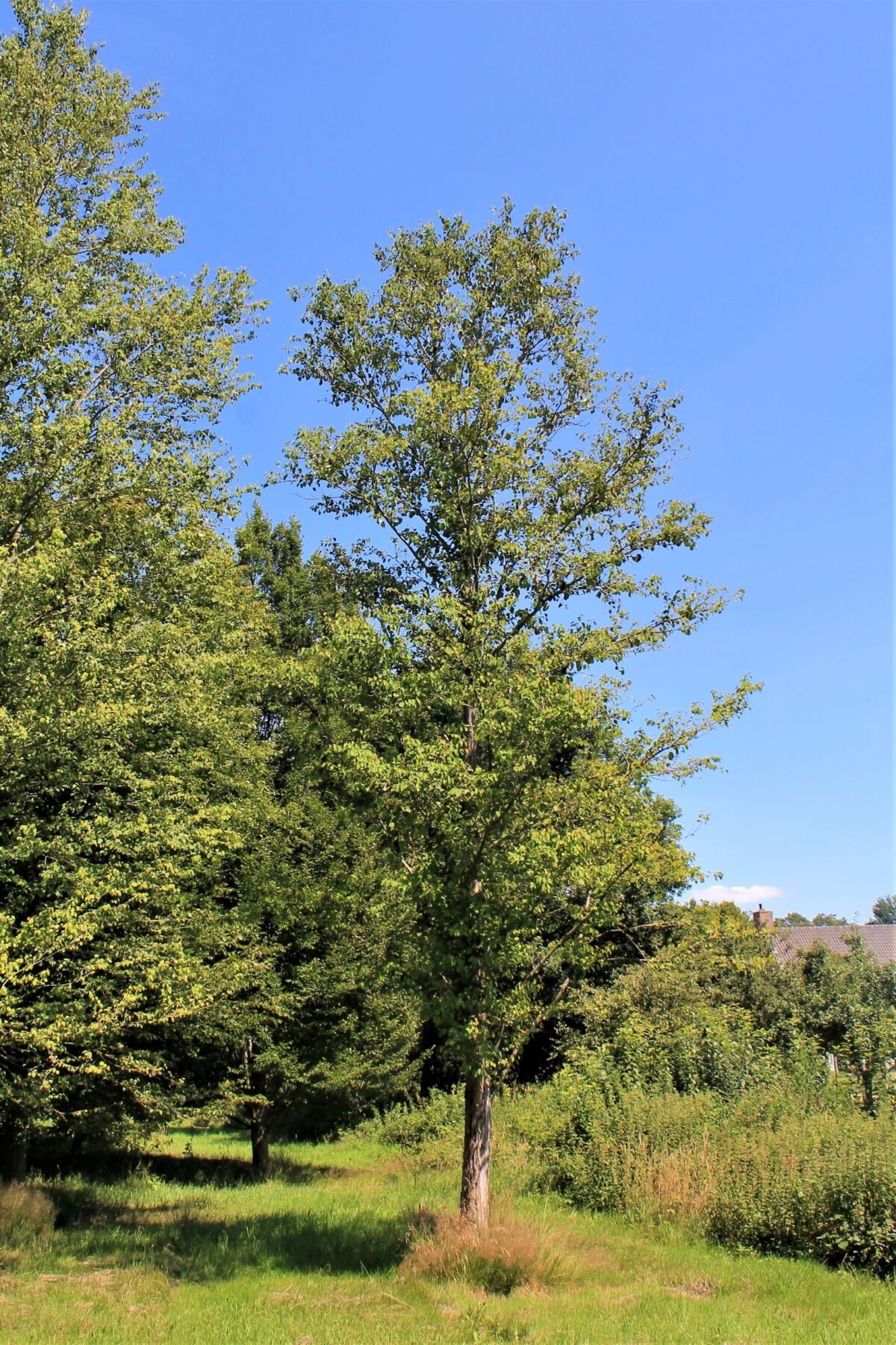 Katsuraboom | Hoogstam