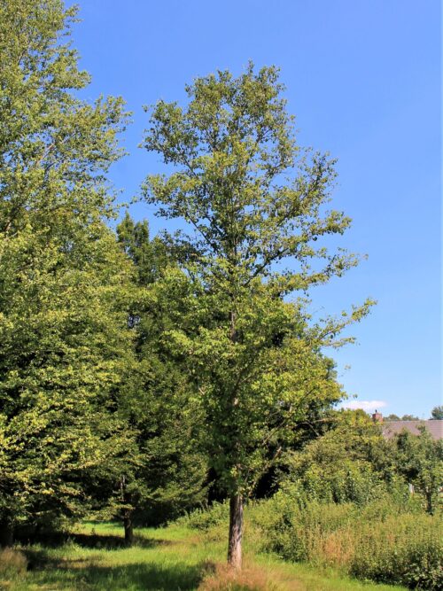 Katsuraboom | Hoogstam