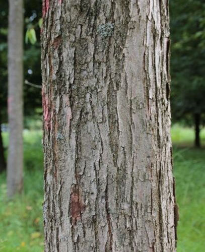 Katsuraboom | Hoogstam