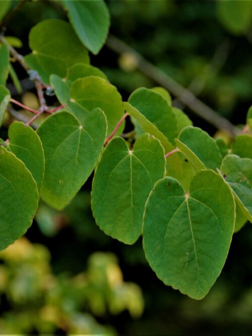 Katsuraboom | Meerstammig