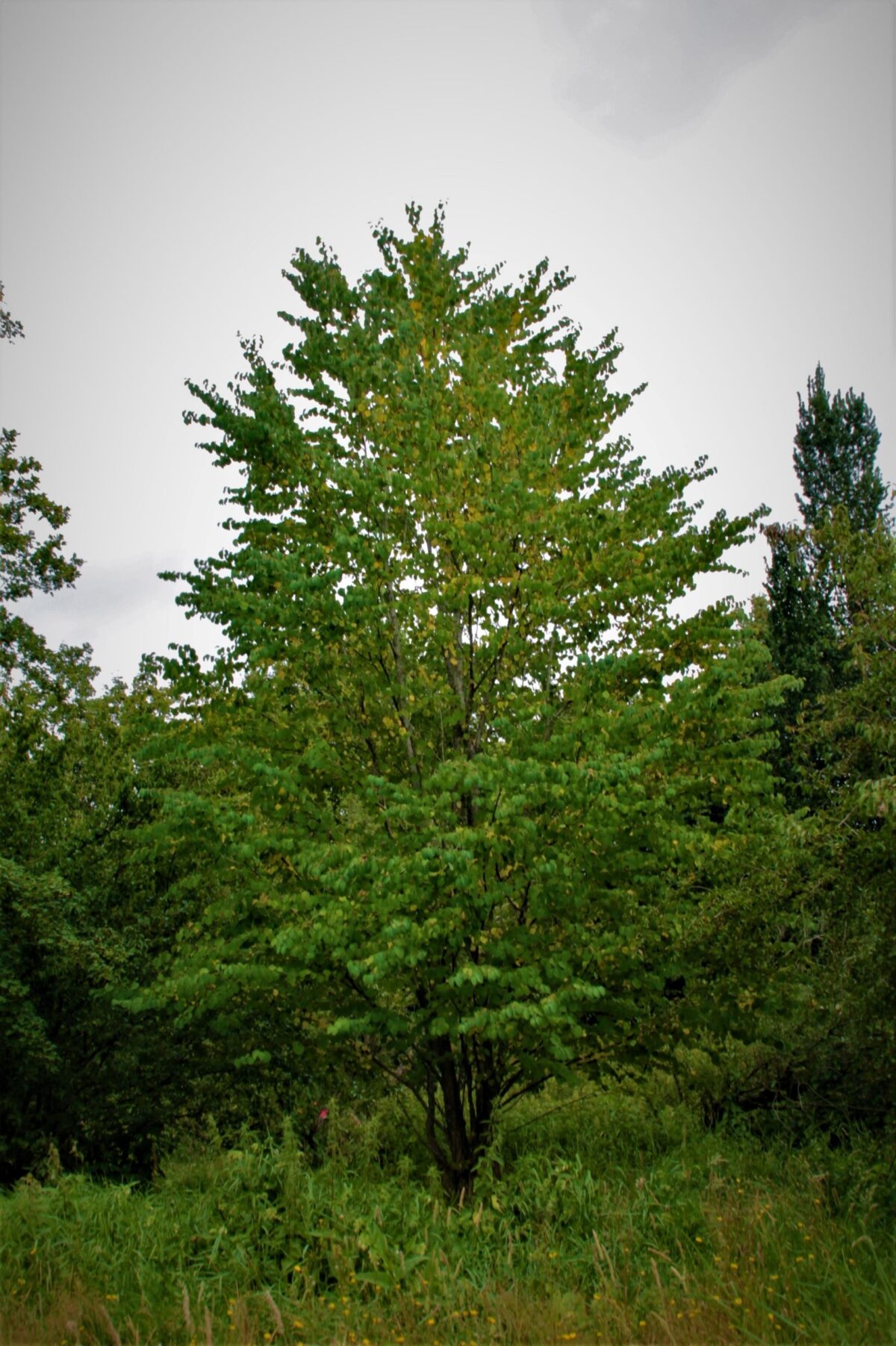 Katsuraboom | Meerstammig