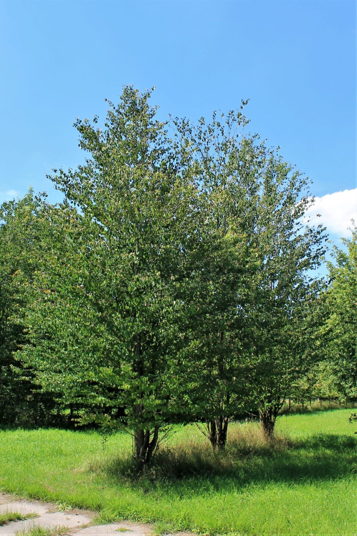 Katsuraboom | Meerstammig