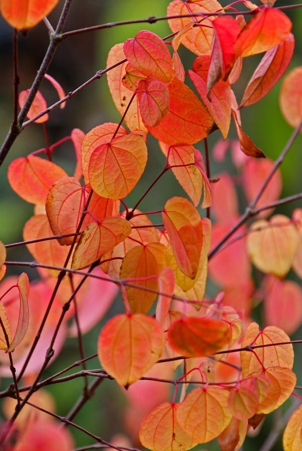 Katsuraboom | Meerstammig