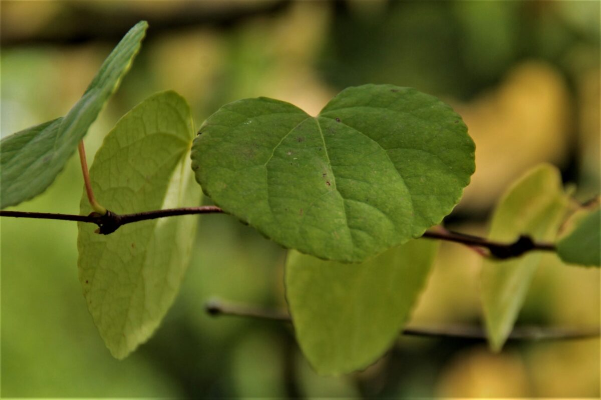 Katsuraboom | Meerstammig