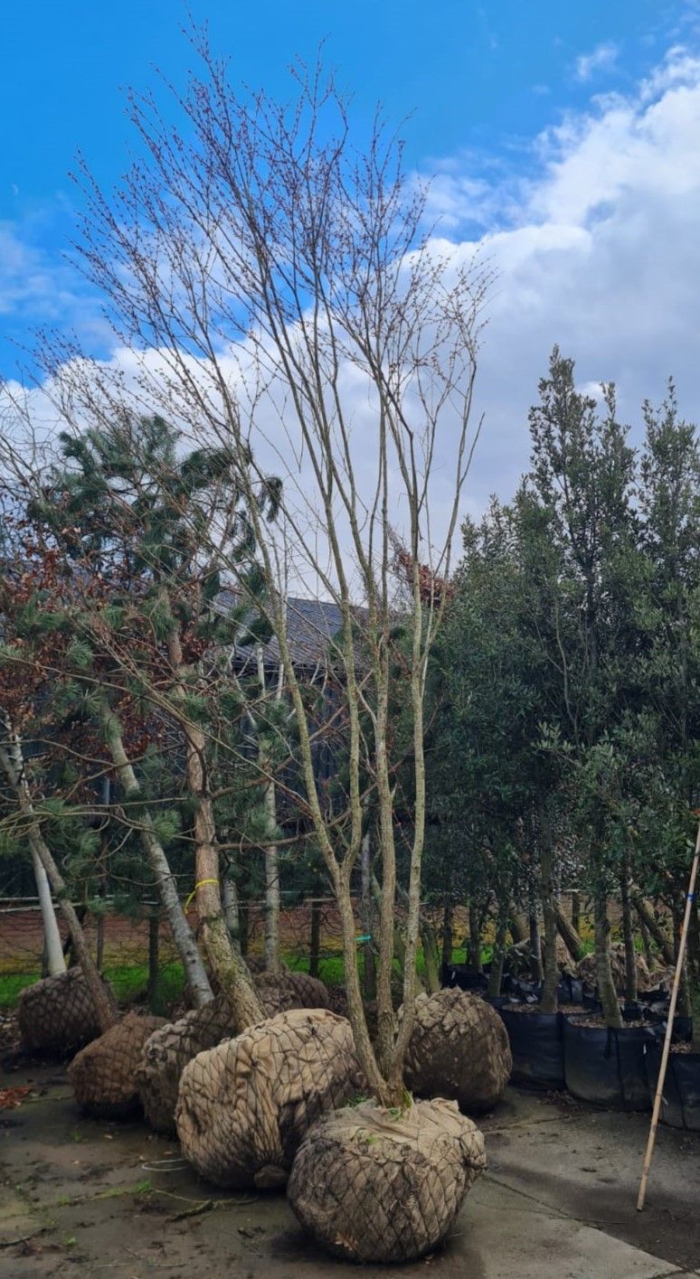 Katsuraboom | Meerstammig