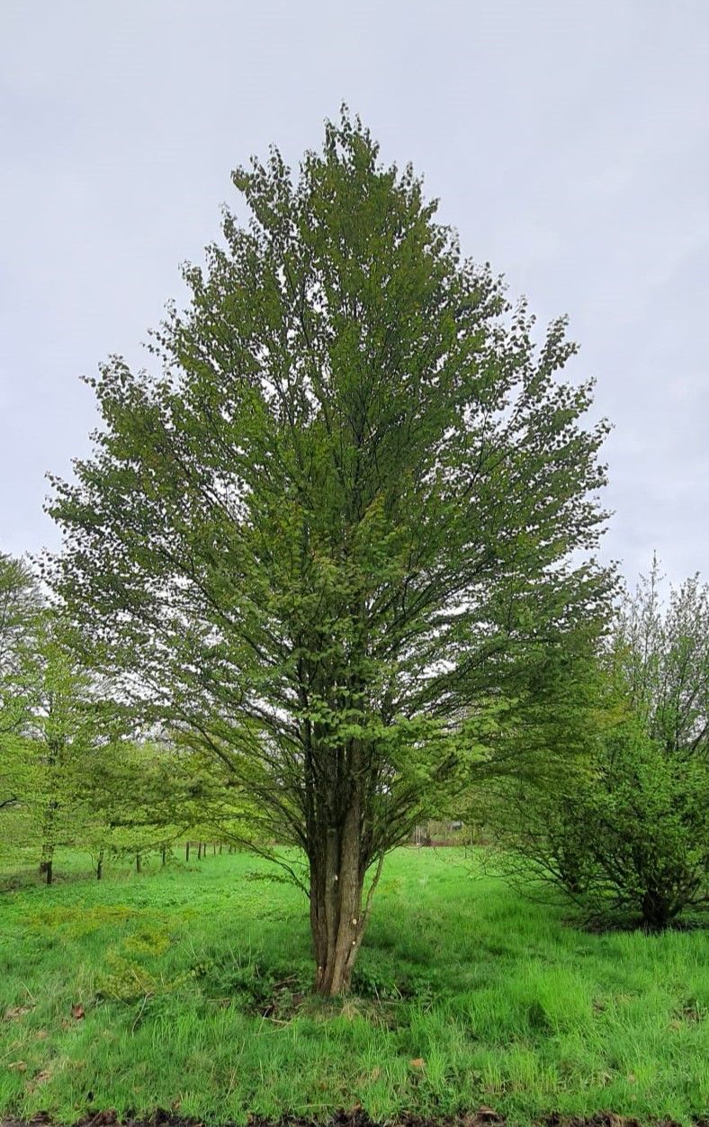 Katsuraboom | Meerstammig