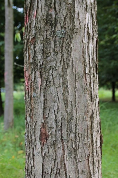 Katsuraboom | Hoogstam