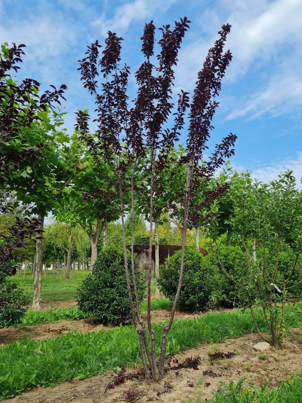 Kerspruim 'Pissardii' | Meerstammig