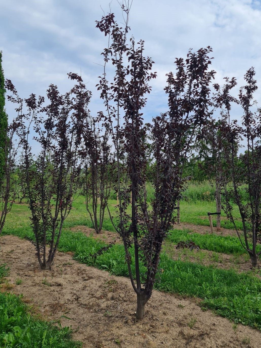 Kerspruim 'Pissardii' | Meerstammig
