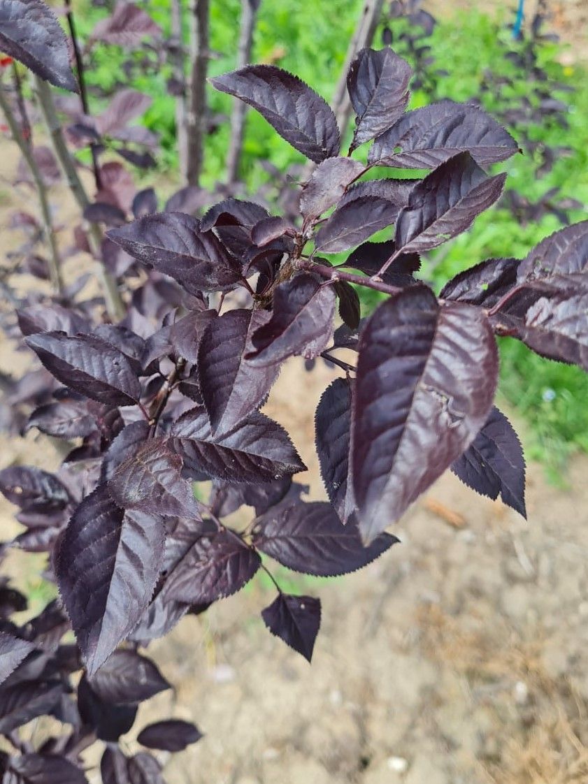 Kerspruim 'Pissardii' | Meerstammig