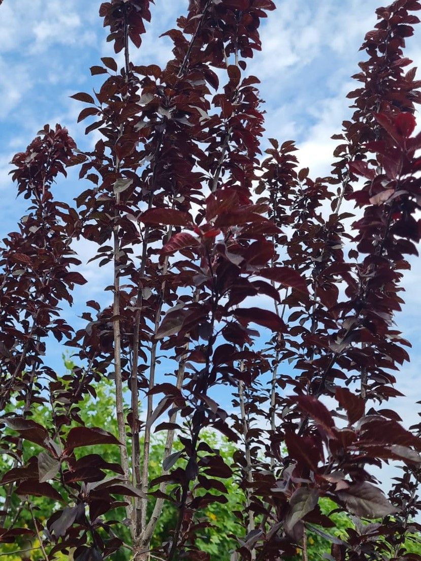 Kerspruim 'Pissardii' | Meerstammig