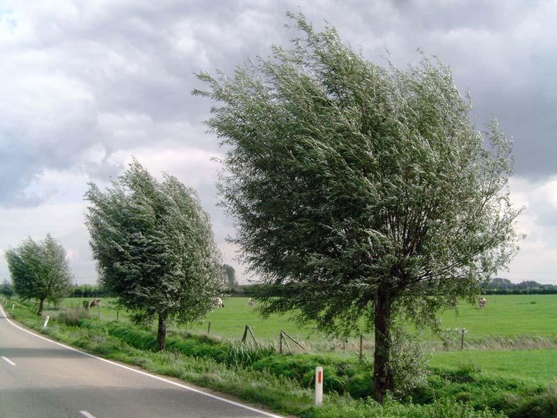 Wilg | knotvorm (knotwilg)