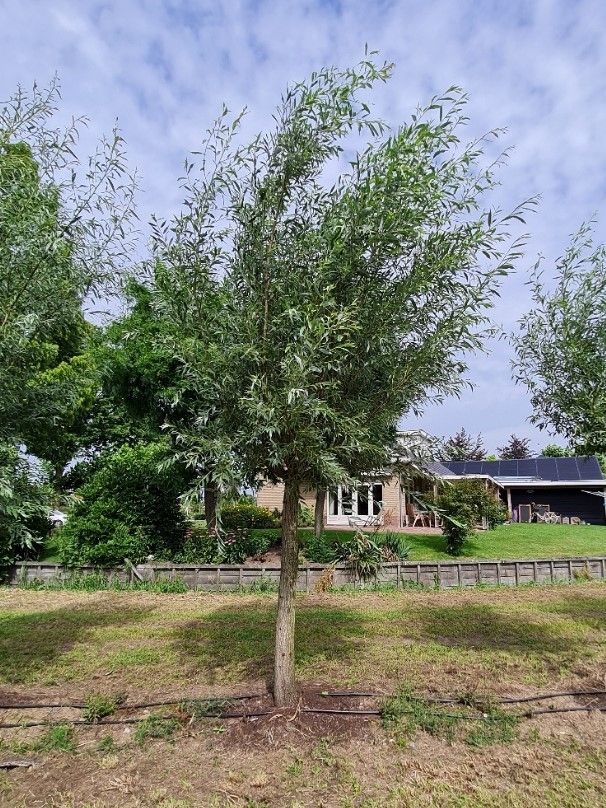 Wilg | knotvorm (knotwilg)