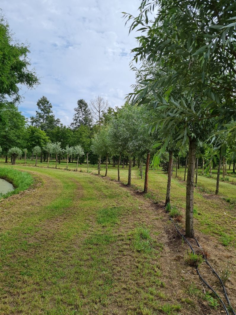 Wilg | knotvorm (knotwilg)